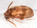 Aderus populneus